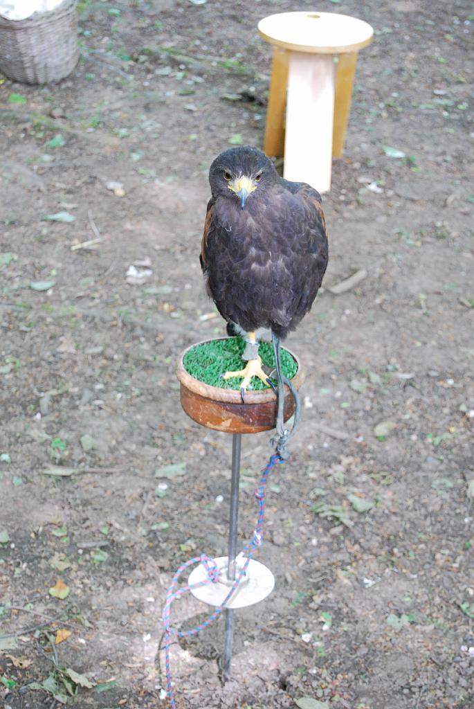 Mittelaltermarkt Dortmund-Hohensyburg vom 29.05.2010-204.jpg